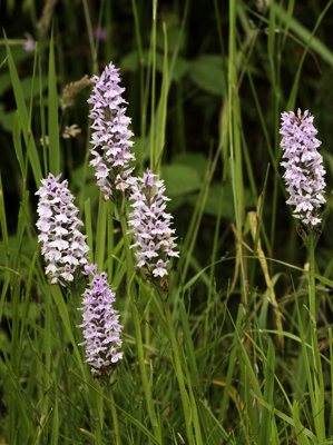 Orchids, Co Sligo